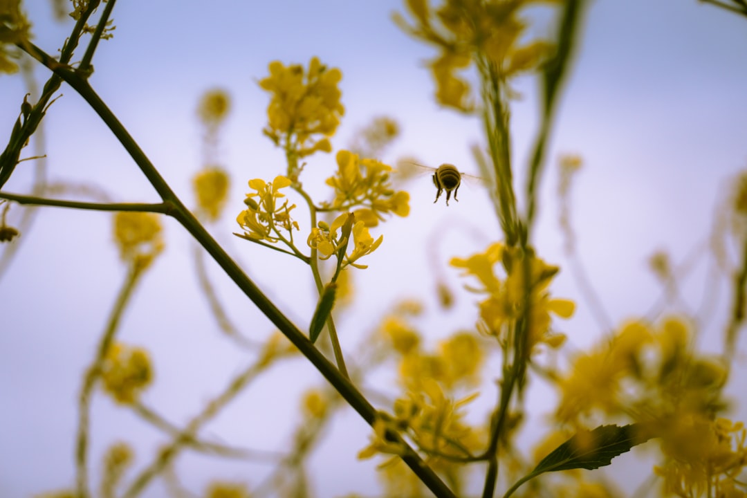 Photo "birds and the bees"