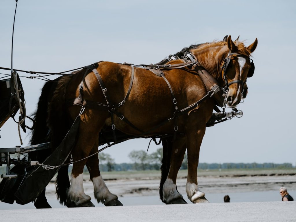 Photo Horse reins