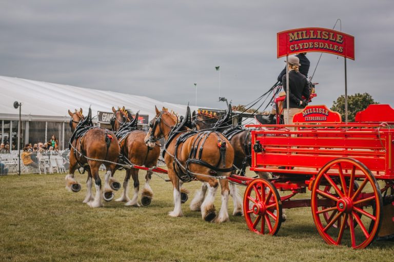 Photo Horse and cart