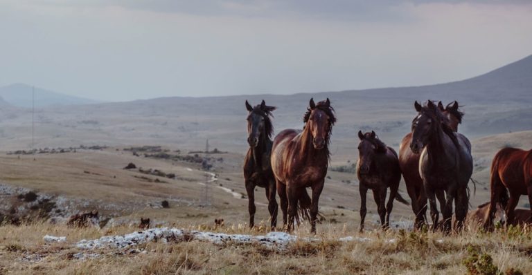 Photo Wild horses