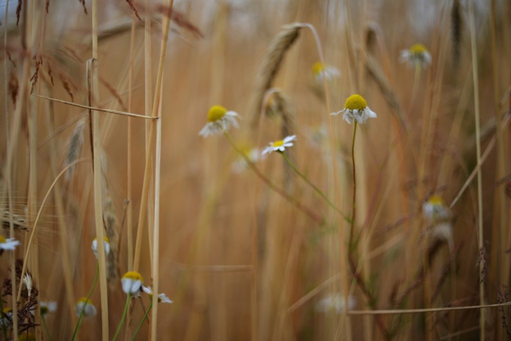 Photo Nitty-gritty details