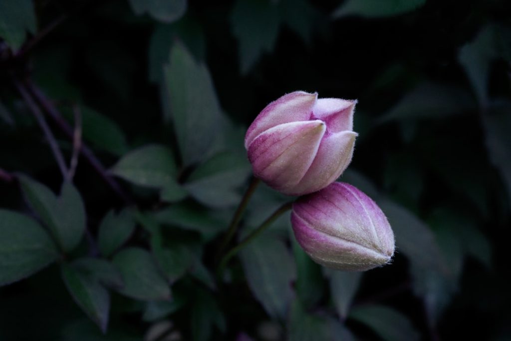 Photo Flower bud