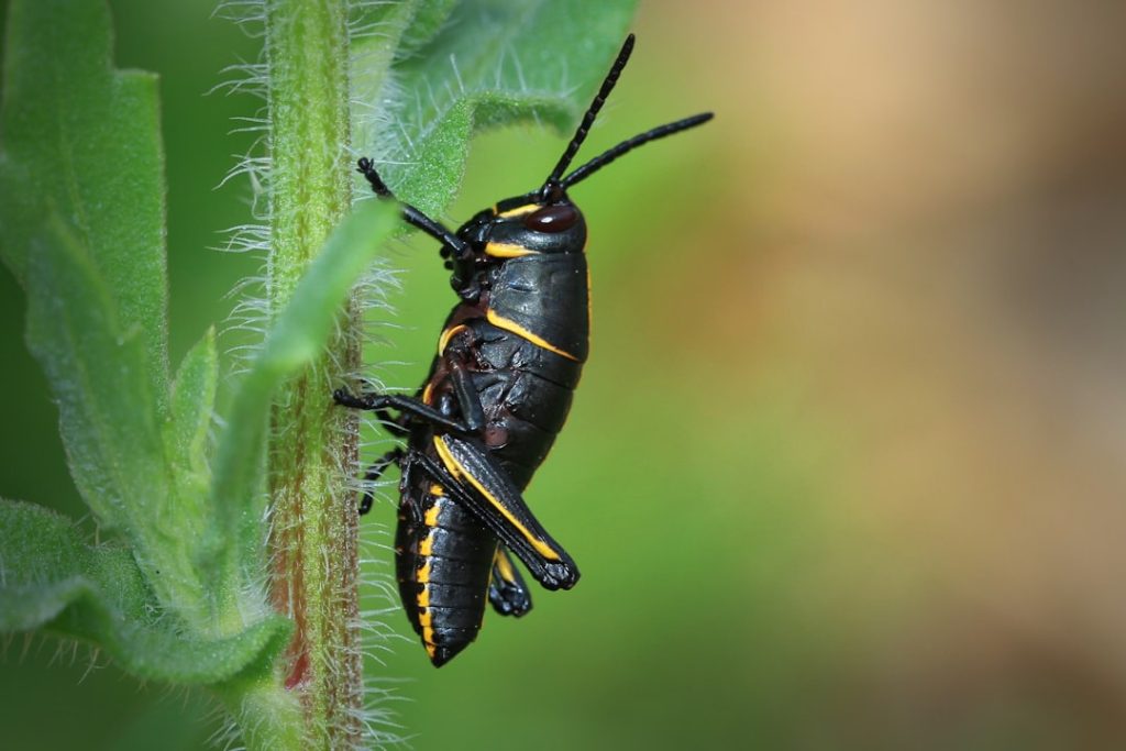 Photo Grasshoppers knee