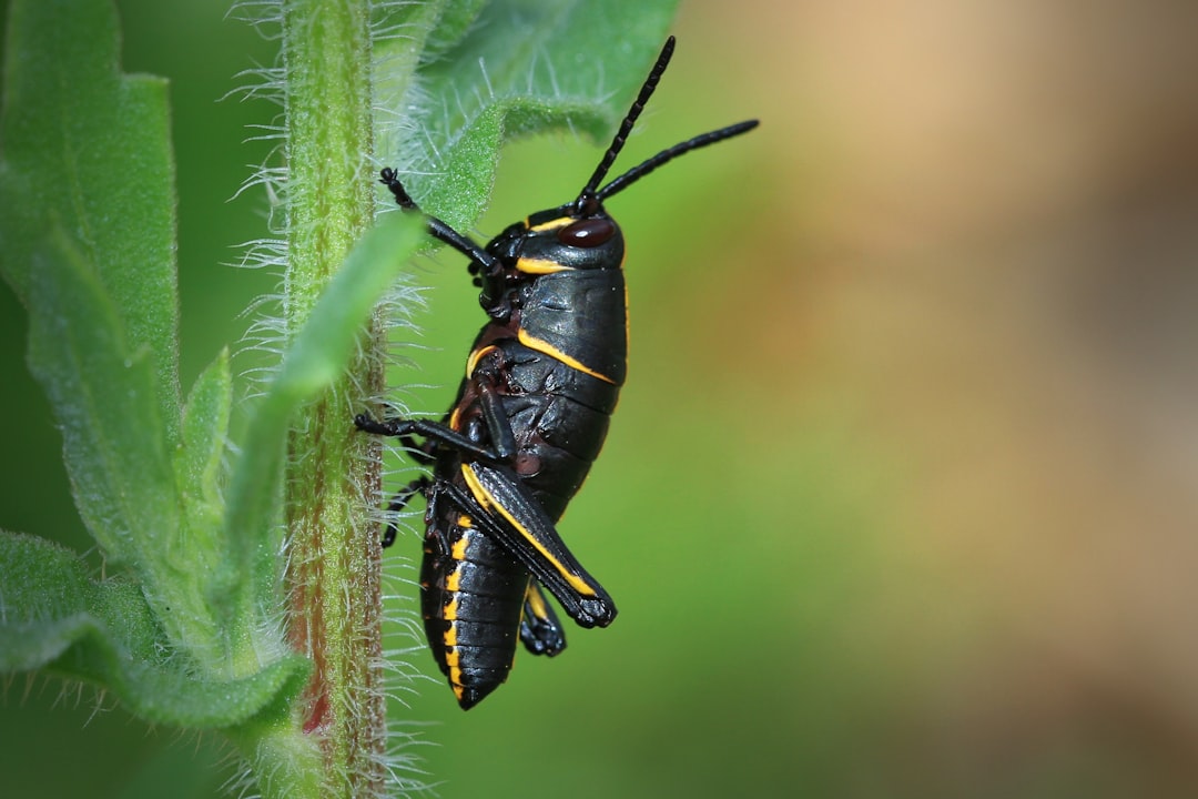 Photo Grasshoppers knee