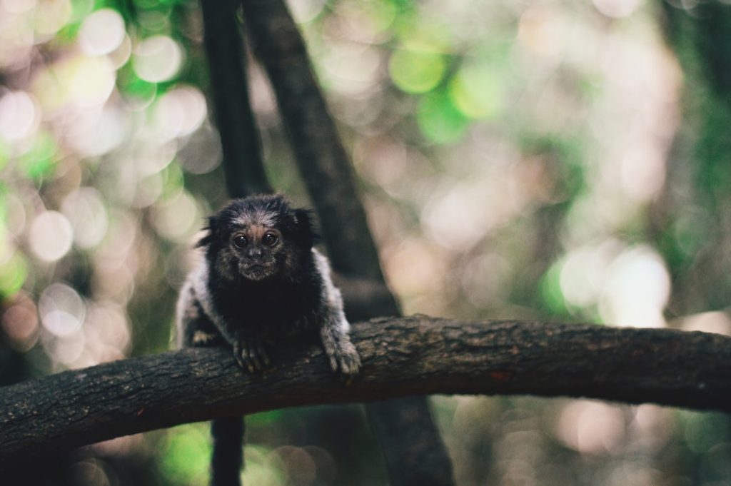 Photo Playful monkeys