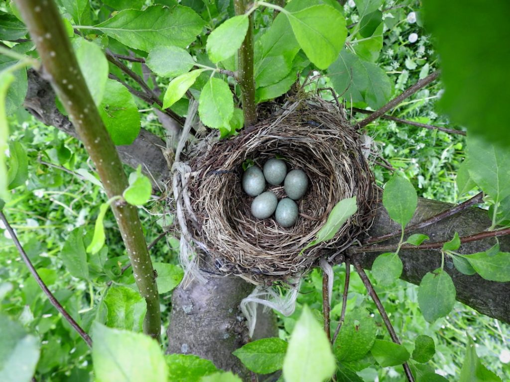 Photo Nest with eggs