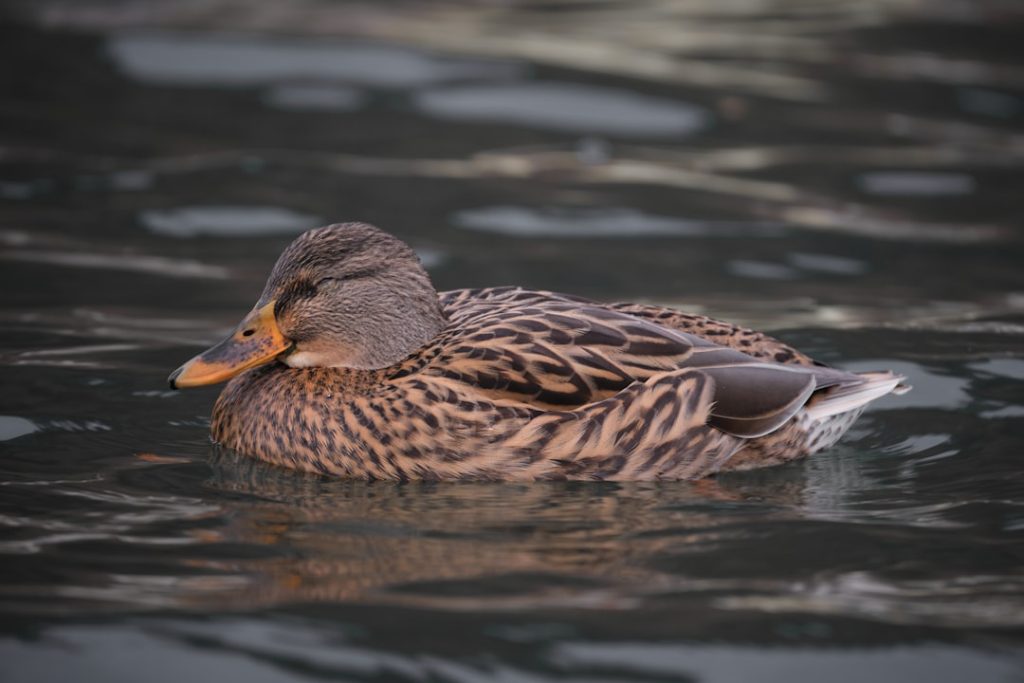 Photo Duck in water