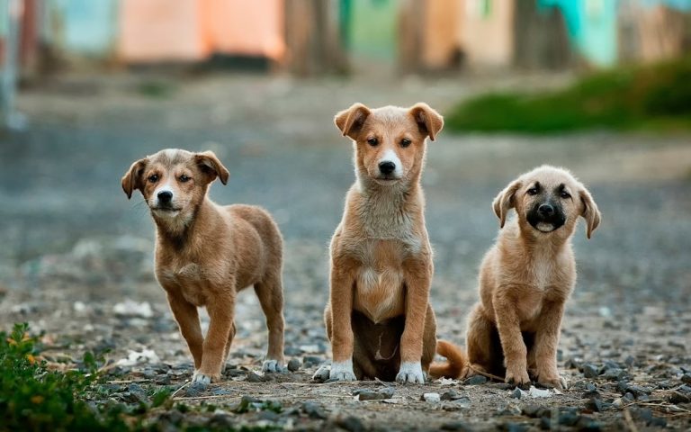 Photo Lucky Dog