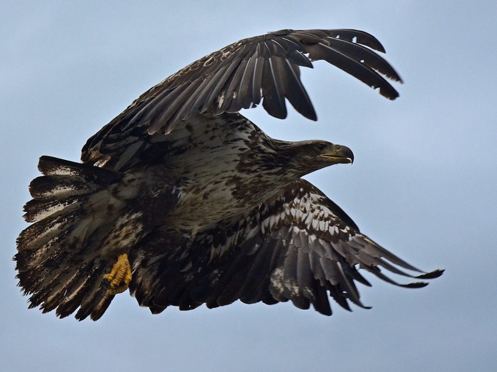 Photo Bird of prey