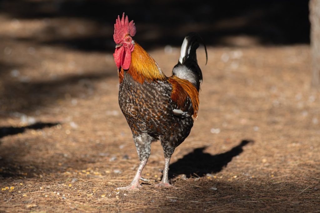 Photo Proud Rooster