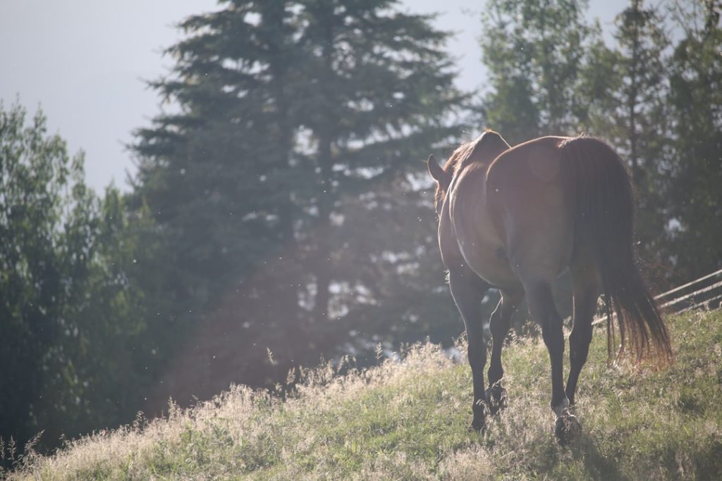 Photo Horse speaking